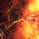 Illustration for article titled Dinosaur Feathers Discovered in Canadian Amber